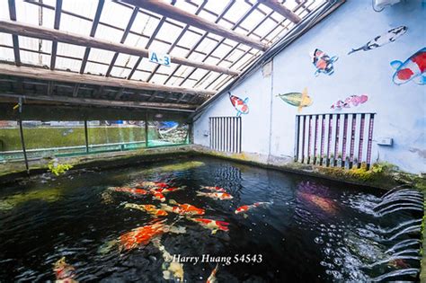 佳河錦鯉園|龍潭三洽水觀光｜巨無霸佳河錦鯉園、繞山花、三和青創基地、多 